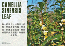 Load image into Gallery viewer, G78 HAIR CARE - ALL IN ONE TRAVEL KIT - SHAMPOO + TREATMENT + BODY WASH